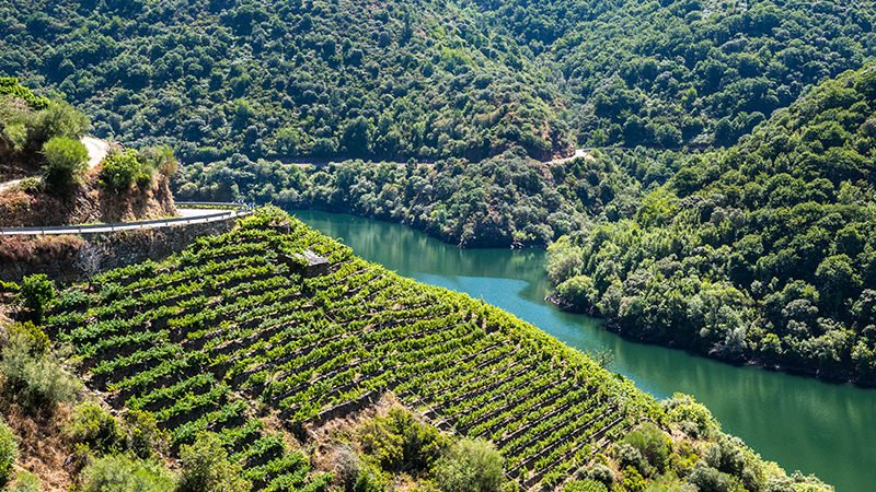 Galicia's Wine Renaissance: A Rising Star in the Wine World - In The Cru