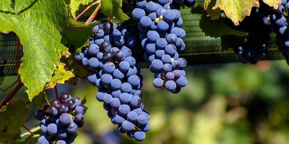 The Rich History of Malbec Wine: A Journey from French Roots to Argentine Glory - In The Cru