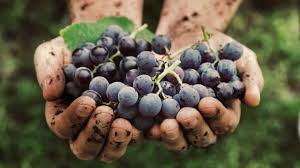 Why Shop for Organic Wines? - In The Cru